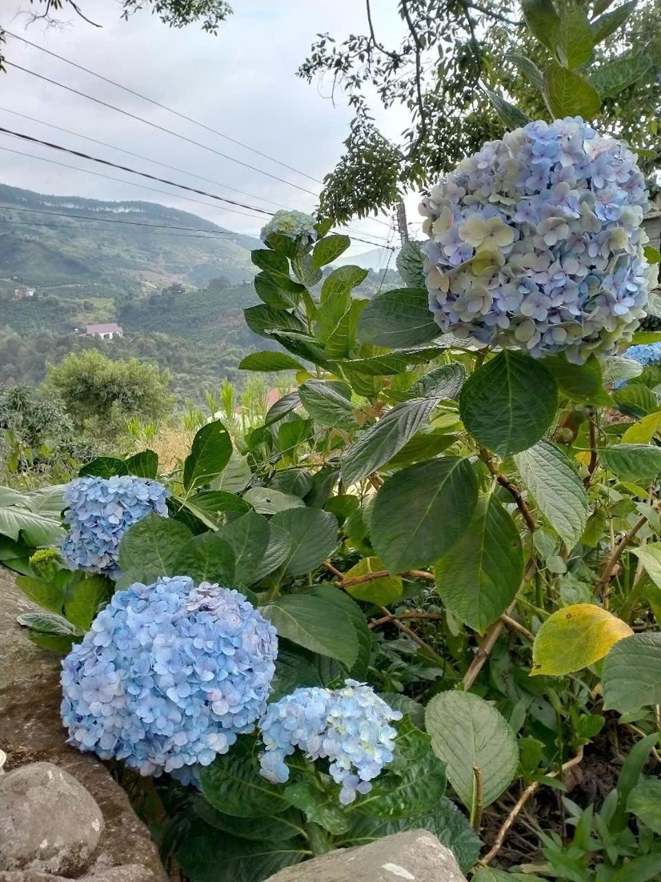 Bed and Breakfast Farm Co Chu Tuan Ha Dalat Exteriér fotografie