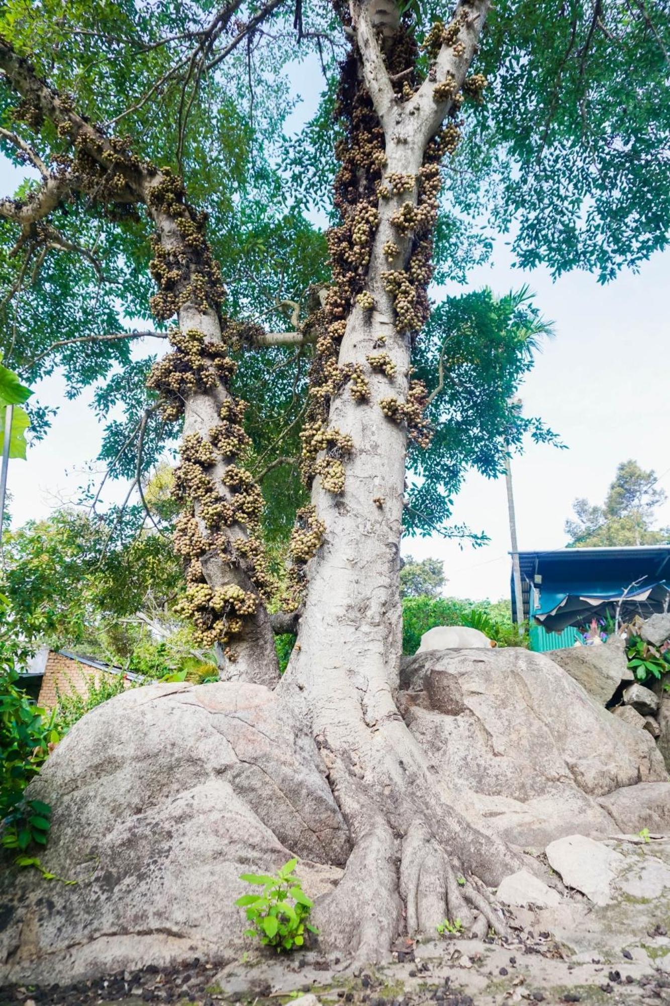 Bed and Breakfast Farm Co Chu Tuan Ha Dalat Exteriér fotografie