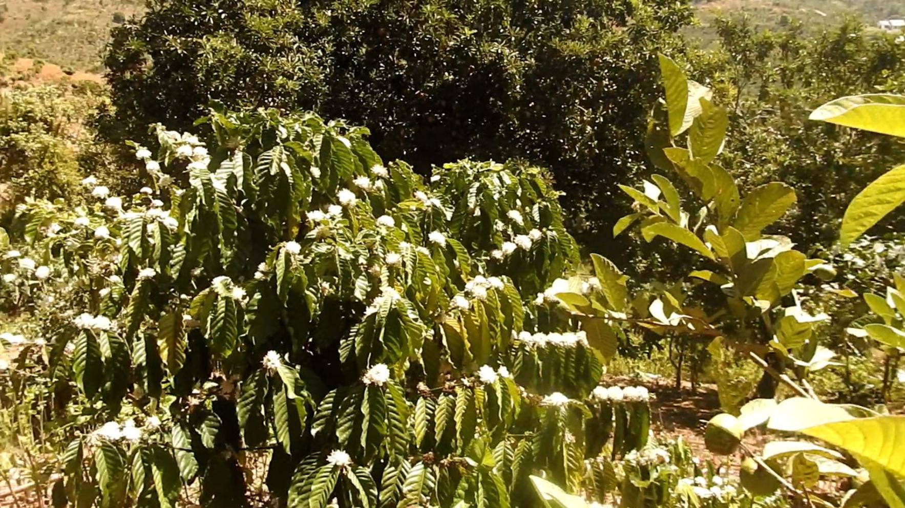 Bed and Breakfast Farm Co Chu Tuan Ha Dalat Exteriér fotografie